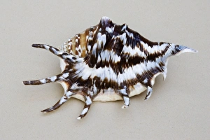 Shell - closeup of dorsal view of Spider conch (probably Lambis species) Shell - closeup of dorsal view of Spider conch (probably Lambis species)