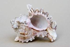 Shell - closeup of underside of marine Murex shell which were important as a source of Shell - closeup of underside of marine Murex shell which were important as a source of