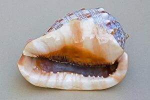 Shell - closeup of ventral view of large Helmet shell Cassis species showing teeth
