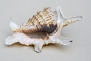 Shell - closeup of ventral view of Spider conch probably Lambis species