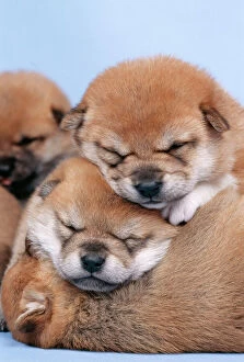 Newborn Collection: Shiba inu Dog 3 week old puppies