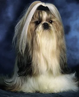 Shih-Tzu DOG - with ribbon in hair Shih-Tzu DOG - with ribbon in hair