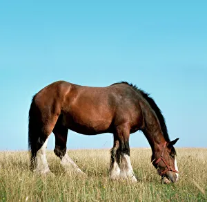 Shire HORSE - In field grazing Shire HORSE - In field grazing