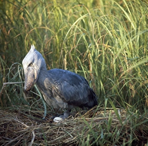 Shoebill / Whale-head Stork - at nest with egg Shoebill / Whale-head Stork - at nest with egg