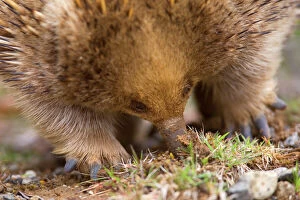 Short-beaked Echidna - adult digging in the ground and sticking its beak halfway down into the earth