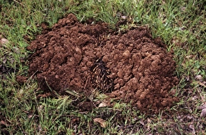 Short-beaked Echidna - burrowing in defence Short-beaked Echidna - burrowing in defence