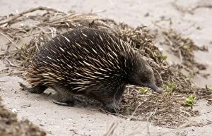 Short-beaked Echidna - foraging for ants on sand dunes - a m