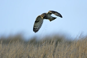 Short-eared Owl - hunting over rough pasture land Short-eared Owl - hunting over rough pasture land