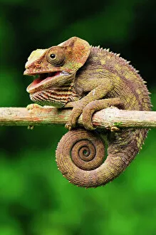 Short-horned Chameleon / Elephant-eared Chameleon - hanging on to branch