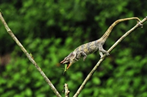 Short-horned Chameleon / Elephant-eared Chameleon - hunting an insect Short-horned Chameleon / Elephant-eared Chameleon - hunting an insect
