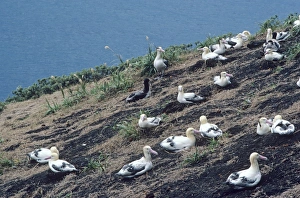 Short-tailed albatross - Colony. Torishima Island is a volcanic peak rising out of Short-tailed albatross - Colony. Torishima Island is a volcanic peak rising out of