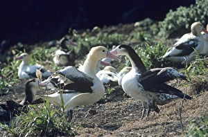 Short-tailed albatross - Courting. Torishima Island is a volcanic peak rising out of Short-tailed albatross - Courting. Torishima Island is a volcanic peak rising out of
