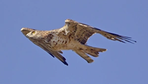 Short-toed Eagle - in flight on migration over the Straits of Gibraltar towards Africa Short-toed Eagle - in flight on migration over the Straits of Gibraltar towards Africa