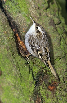 Short-toed TREECREEPER - searching for food on tree stem Short-toed TREECREEPER - searching for food on tree stem
