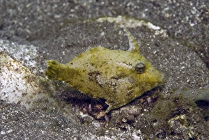 Shortsnout filefish - Found in protected habitats generally on open silty bottoms Shortsnout filefish - Found in protected habitats generally on open silty bottoms