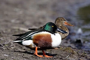 Images Dated 5th May 2005: Shoveler.Couple