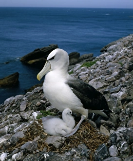 Shy albatross and chick on nest Shy albatross and chick on nest