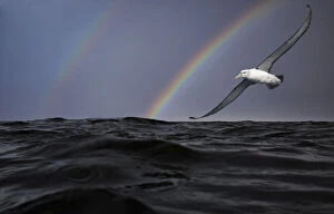 Dramatic Sky Gallery: Shy albatross or shy mollymawk, Thalassarche cauta