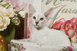 <b class=qtipBold><figcaption>Siamese Cat</figcaption></b><br>LA-3885 Siamese Cat Jean Michel Labat Please note that prints are for personal display purposes only and may not be reproduced in any way.<br><em>© J.M.Labat/ardea.com</em> Siamese Cat