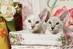 <b class=qtipBold><figcaption>Siamese Cats</figcaption></b><br>LA-3886 Siamese Cats Jean Michel Labat Please note that prints are for personal display purposes only and may not be reproduced in any way.<br><em>© J.M.Labat/ardea.com</em> Siamese Cats