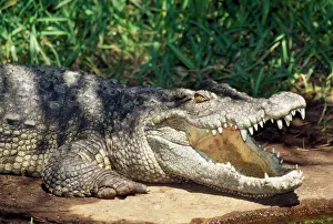 Siamese Crocodile- mouth open Siamese Crocodile- mouth open