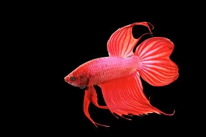 Tails Collection: Siamese Fighter Fish Red form male Full display