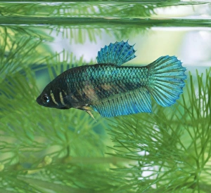 Siamese Fighting Fish - female Siamese Fighting Fish - female