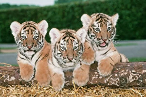 Images Dated 1st September 2009: Siberian / Amur Tiger - three cubs