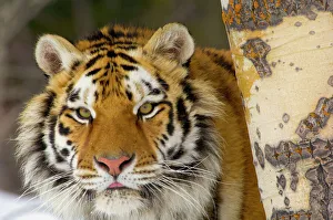 Siberian Tiger / Amur Tiger in winter snow. CXA0932