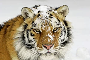 Horizontal Collection: Siberian Tiger / Amur Tiger - in winter snow. CXA0613
