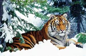 https://www.mediastorehouse.com/t/172/siberian-tiger-endangered-species-1291339.jpg.webp