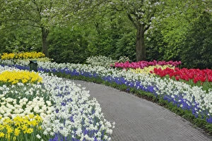 Sidewalk pathway through tulips and daffodils