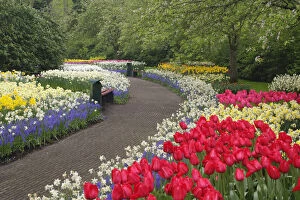 Curving Gallery: Sidewalk through tulips, daffodils,