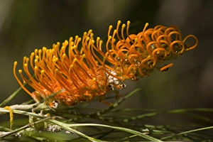 Silky Grevillea - bizarre orange coloured blossom of this widespread Grevillea Silky Grevillea - bizarre orange coloured blossom of this widespread Grevillea