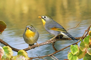 Silver-eared Mesia Silver-eared Mesia