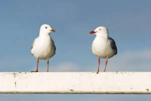 Silver Gull - Two birds perched on a white fence Silver Gull - Two birds perched on a white fence