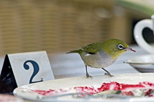 Silvereye - feeding on jam at restaurant table Silvereye - feeding on jam at restaurant table