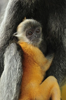 Silvery Lutung / Silvered Leaf Monkey / Silvery Langur - mother with baby - young are Silvery Lutung / Silvered Leaf Monkey / Silvery Langur - mother with baby - young are