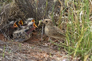 Singing Bush-lark / Horsfields Bushlark - With food for chicks at nest Singing Bush-lark / Horsfields Bushlark - With food for chicks at nest