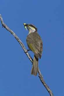 Singing Honeyeater - With food in mouth Singing Honeyeater - With food in mouth