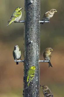Perch Gallery: Siskins and Redpolls (Carduelis flammea) at Niger bird seed feeder