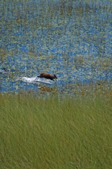 Sitatunga - A male sitatunga runs through a marsh. Its long splayed hooves are adapted Sitatunga - A male sitatunga runs through a marsh. Its long splayed hooves are adapted