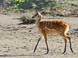 Sitatunga / Marshbuck - female Sitatunga / Marshbuck - female