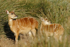 Sitatunga / Marshbuck - female and fawn - in swamp Sitatunga / Marshbuck - female and fawn - in swamp