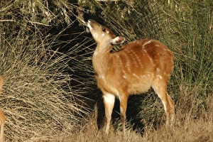 Sitatunga / Marshbuck - female feeding Sitatunga / Marshbuck - female feeding