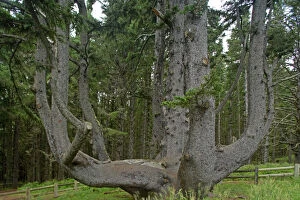 Evergreen Collection: Sitka Spruce / Octopus Tree. Cape Mears, Oregon Coast, USA LA001005