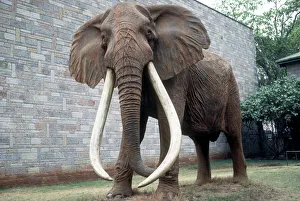 Full size cast of Ahmed the renowned famous African elephant King of Marsabit who received Presidential protection Full size cast of Ahmed the renowned famous African elephant King of Marsabit who received Presidential protection