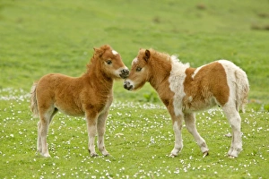 Skewbald Shetland Pony - two foals sticking their heads together in affection Skewbald Shetland Pony - two foals sticking their heads together in affection