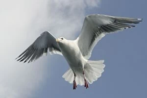 Images Dated 28th February 2004: Slaty-Backed Gull - in flight. Hokkaido, Japan