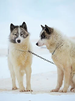Baffin Gallery: Sled dogs on sea ice during winter near Uummannaq